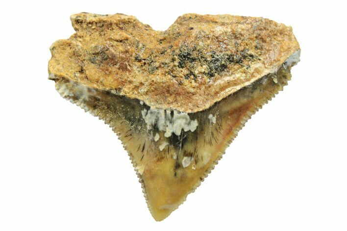 Fossil Bull Shark Tooth (Carcharhinus) - Unusual Location #259488